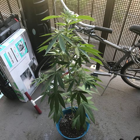 Lemon Tree growlog timeline photo