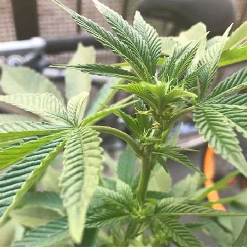 Lemon Tree growlog timeline photo