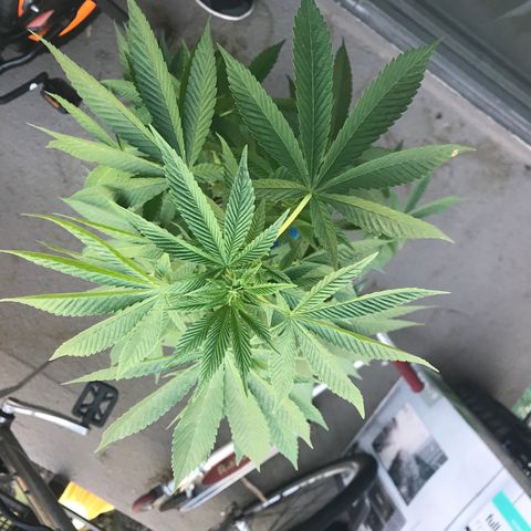 Lemon Tree growlog timeline photo