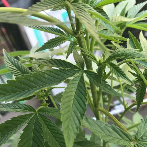 Lemon Tree growlog timeline photo