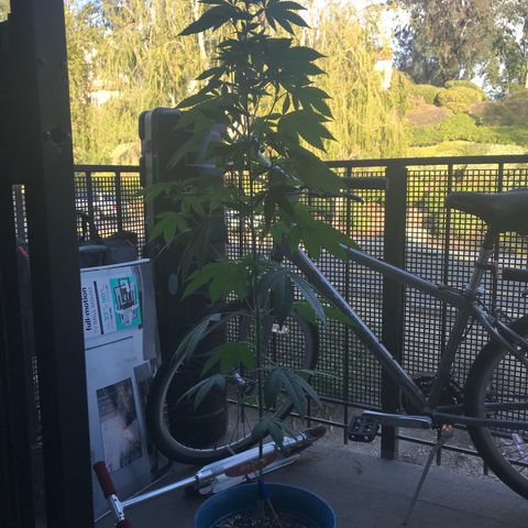 Lemon Tree growlog timeline photo