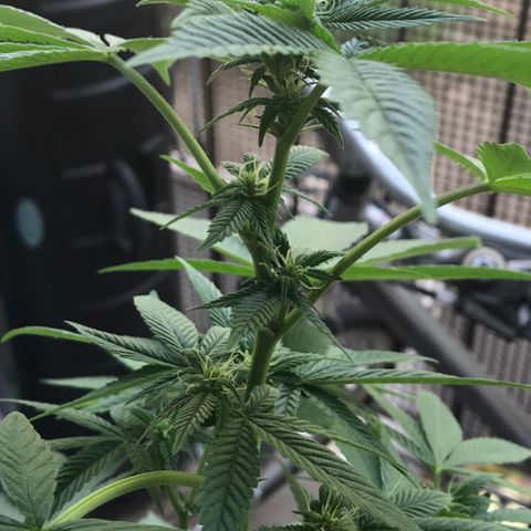 Lemon Tree growlog timeline photo