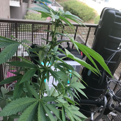 Lemon Tree growlog timeline photo