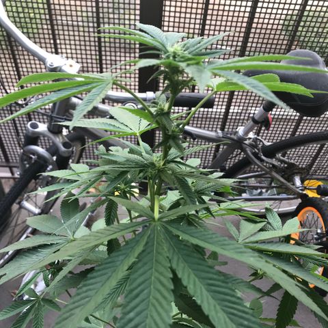 Lemon Tree growlog timeline photo