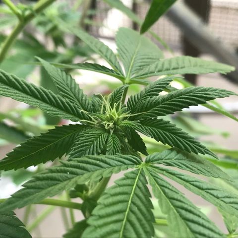 Lemon Tree growlog timeline photo