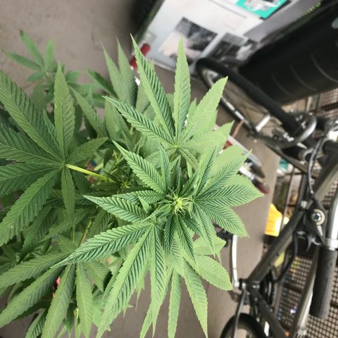 Lemon Tree growlog timeline photo
