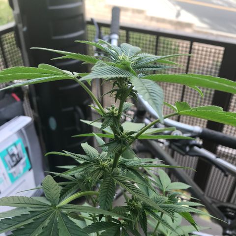 Lemon Tree growlog timeline photo
