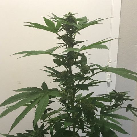 Lemon Tree growlog timeline photo