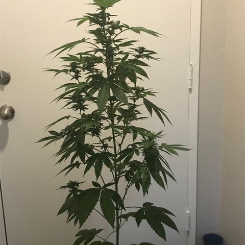 Lemon Tree growlog timeline photo