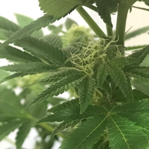 Lemon Tree growlog timeline photo