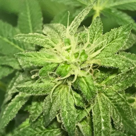 Lemon Tree growlog timeline photo
