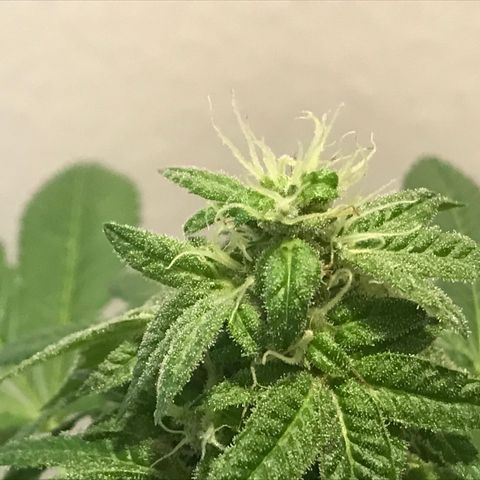 Lemon Tree growlog timeline photo