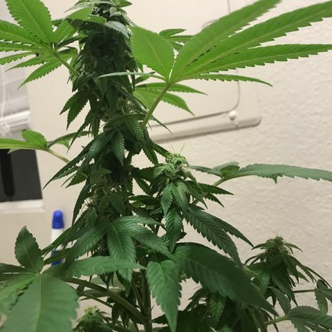 Lemon Tree growlog timeline photo