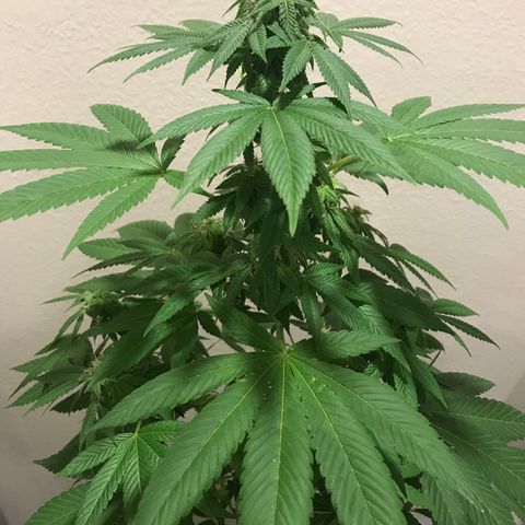 Lemon Tree growlog timeline photo