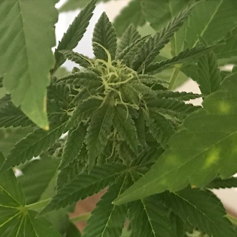 Lemon Tree growlog timeline photo
