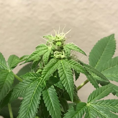Lemon Tree growlog timeline photo