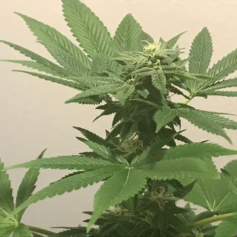 Lemon Tree growlog timeline photo