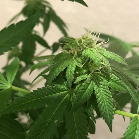Lemon Tree growlog timeline photo