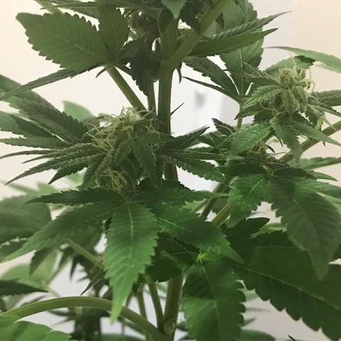 Lemon Tree growlog timeline photo