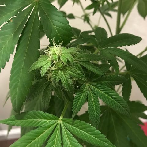 Lemon Tree growlog timeline photo