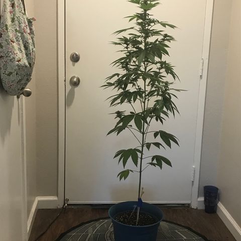 Lemon Tree growlog timeline photo