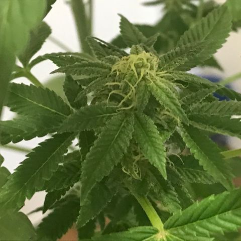 Lemon Tree growlog timeline photo