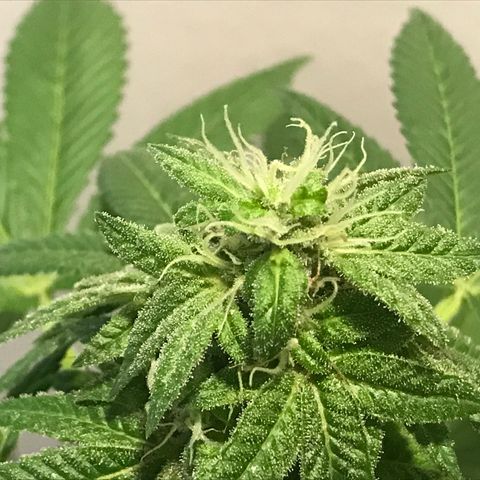 Lemon Tree growlog timeline photo