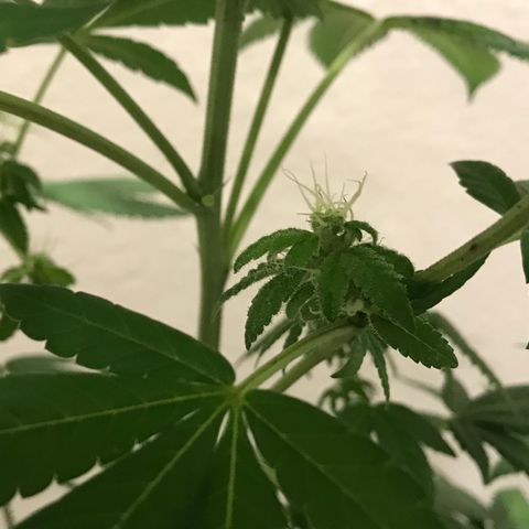 Lemon Tree growlog timeline photo