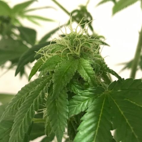 Lemon Tree growlog timeline photo