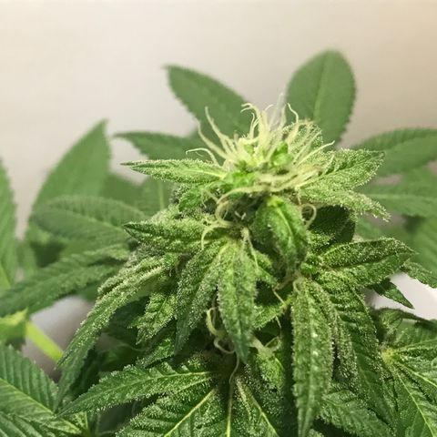 Lemon Tree growlog timeline photo