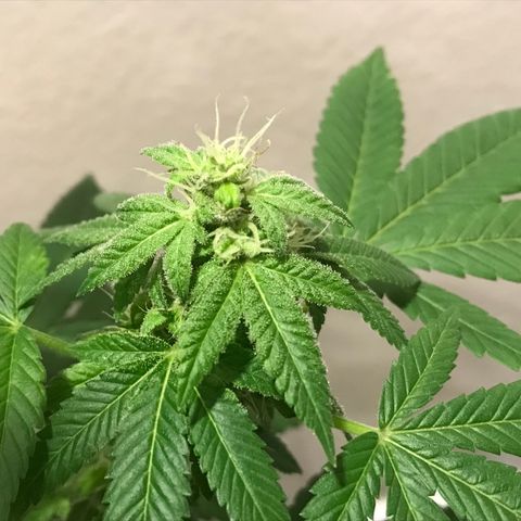Lemon Tree growlog timeline photo