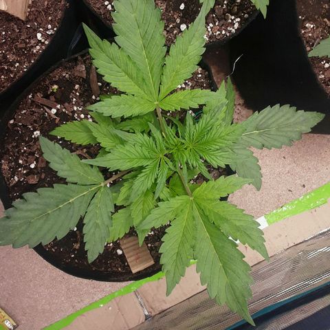 Pablo Escobar  growlog timeline photo