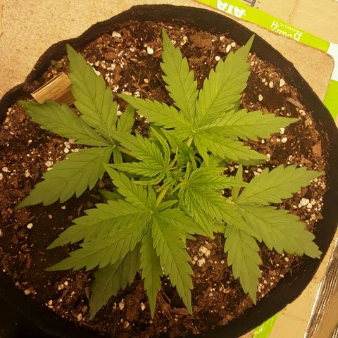 Cali Snow growlog timeline photo