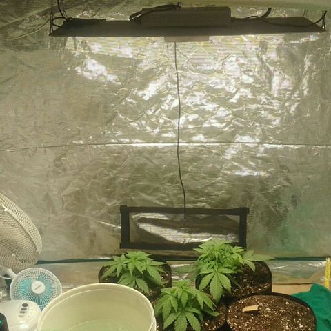 Cali Snow growlog timeline photo