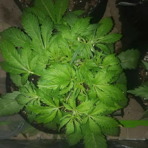 Pablo Escobar  growlog timeline photo