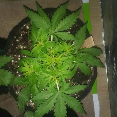 Cali Snow growlog timeline photo