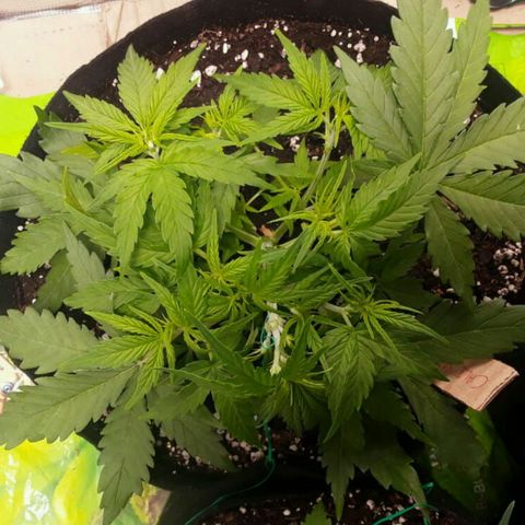 Cali Snow growlog timeline photo