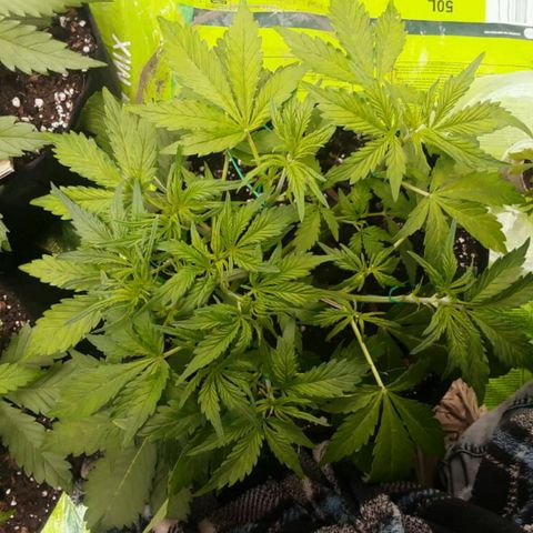 Pablo Escobar  growlog timeline photo