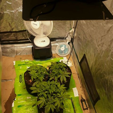 Cali Snow growlog photo: Going to be A Beautiful Yeild😁😍