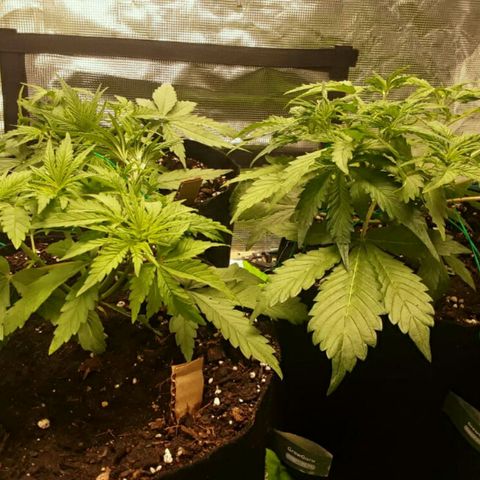 Cali Snow growlog photo: Going to be A Beautiful Yeild😁😍