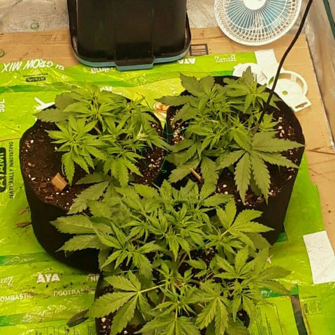 Cali Snow growlog photo: Going to be A Beautiful Yeild😁😍