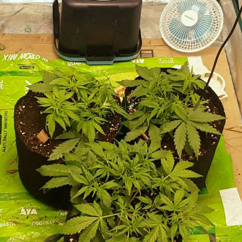 Cali Snow growlog photo: Going to be A Beautiful Yeild😁😍