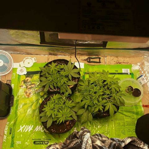 Cali Snow growlog photo: Going to be A Beautiful Yeild😁😍