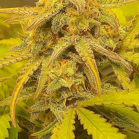 Cali Snow growlog timeline photo