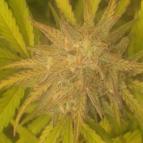 Cali Snow growlog timeline photo