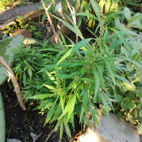 Victor growlog timeline photo