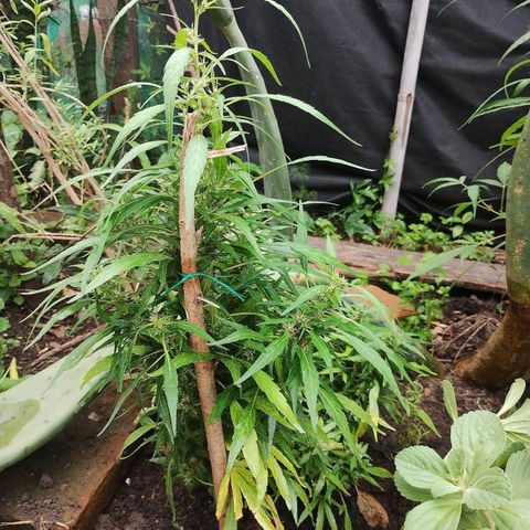 Victor growlog timeline photo