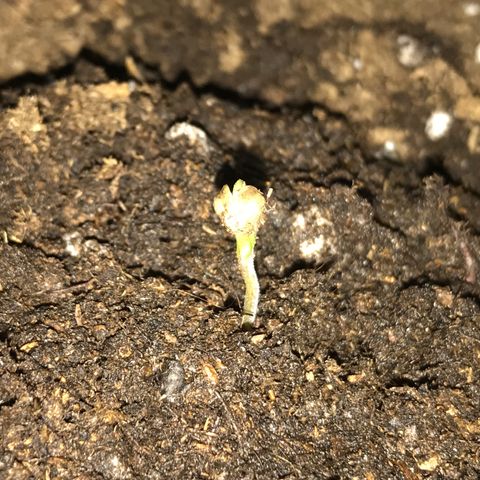 Auto Somango growlog photo: En breves se le cae la cáscara de la semilla 