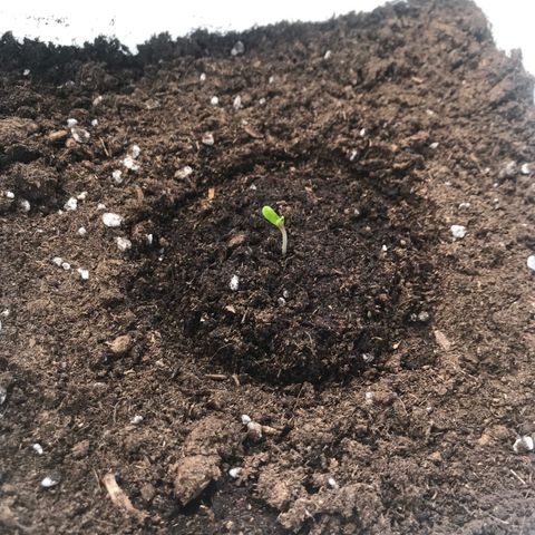 Auto Somango growlog photo: Se le desprendió la cáscara de la semilla
