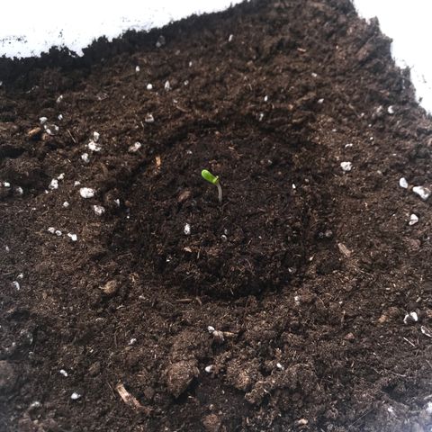 Auto Somango growlog timeline photo